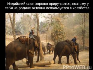 Индийский слон хорошо приручается, поэтому у себя на родине активно используется