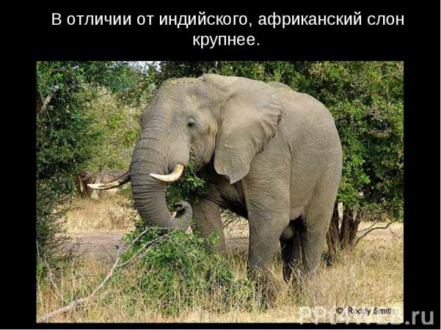 В отличии от индийского, африканский слон крупнее.