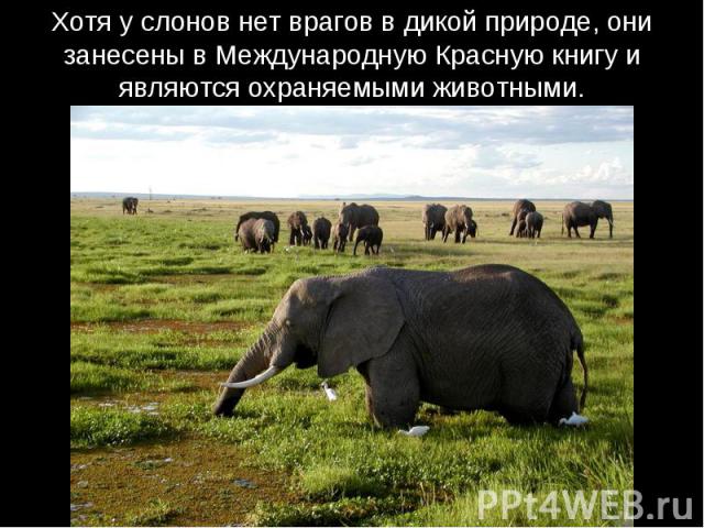 Хотя у слонов нет врагов в дикой природе, они занесены в Международную Красную книгу и являются охраняемыми животными.