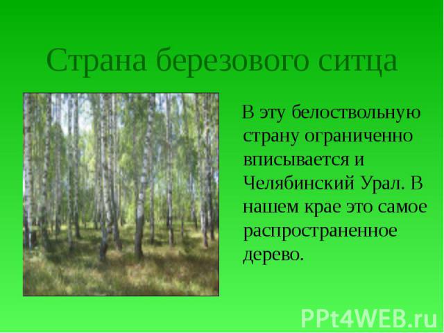 Страна березового ситца В эту белоствольную страну ограниченно вписывается и Челябинский Урал. В нашем крае это самое распространенное дерево.