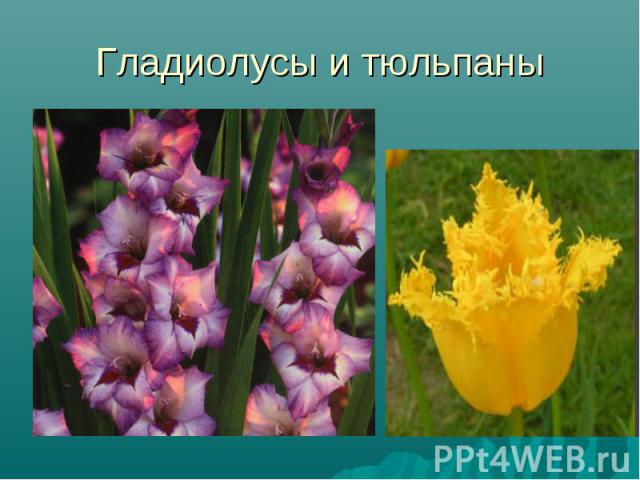 Гладиолусы и тюльпаны