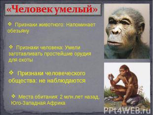 «Человек умелый» Признаки животного: Напоминает обезьяну Признаки человека: Умел