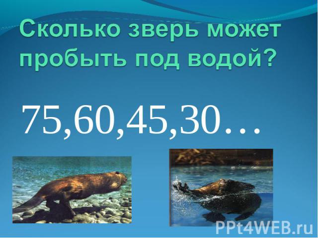 Сколько зверь может пробыть под водой?