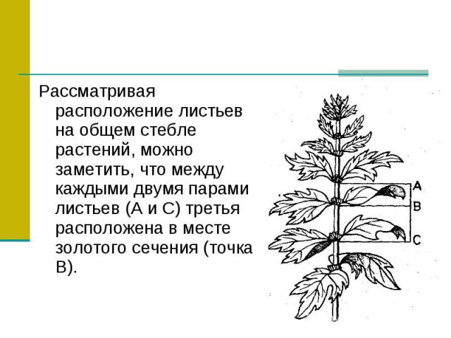 Рассматривая расположение листьев на общем стебле растений, можно заметить, что между каждыми двумя парами листьев (А и С) третья расположена в месте золотого сечения (точка В).