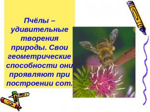Пчёлы – удивительные творения природы. Свои геометрические способности они прояв