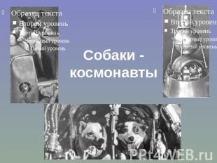 Собаки - космонавты