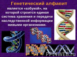 Генетический алфавит является «азбукой», на которой строится единая система хран