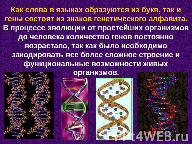 Как слова в языках образуются из букв, так и гены состоят из знаков генетического алфавита. В процессе эволюции от простейших организмов до человека количество генов постоянно возрастало, так как было необходимо закодировать все более сложное строен…
