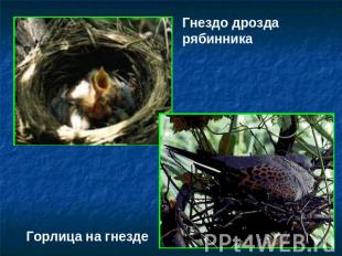 Гнездо дрозда рябинникаГорлица на гнезде