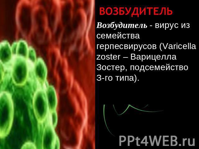 Возбудитель Возбудитель - вирус из семейства герпесвирусов (Varicella zoster – Варицелла Зостер, подсемейство З-го типа).