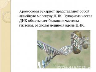 Хромосомы эукариот представляют собой линейную молекулу ДНК. Эукариотическая ДНК