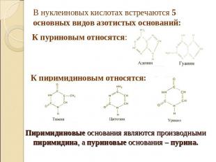 В нуклеиновых кислотах встречаются 5 основных видов азотистых оснований: К пурин