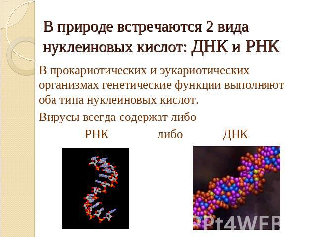 В природе встречаются 2 вида нуклеиновых кислот: ДНК и РНК В прокариотических и эукариотических организмах генетические функции выполняют оба типа нуклеиновых кислот. Вирусы всегда содержат либо РНК либо ДНК