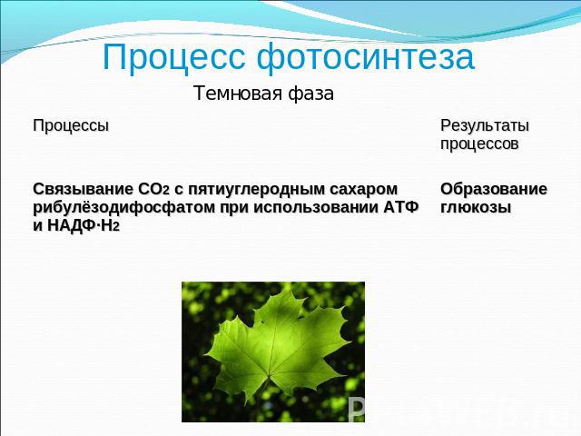 Процесс фотосинтеза Связывание CO2 с пятиуглеродным сахаром рибулёзодифосфатом при использовании АТФ и НАДФ·H2