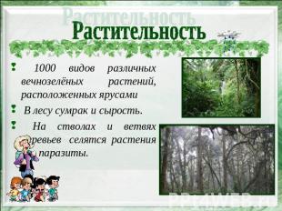 Растительность 1000 видов различных вечнозелёных растений, расположенных ярусами