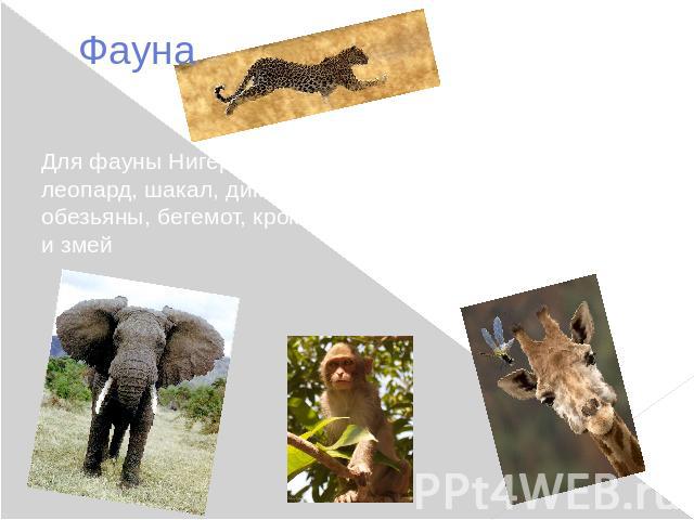 Фауна Для фауны Нигерии характерны: слон, носорог, леопард, шакал, дикая кошка, антилопа, жираф, обезьяны, бегемот, крокодил. Много ящериц, насекомых и змей