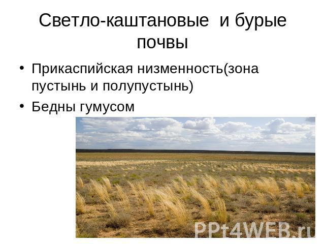 Светло-каштановые и бурые почвы Прикаспийская низменность(зона пустынь и полупустынь) Бедны гумусом