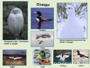Птицы Полярная сова – постоянно живёт в тундре Гагарка Белая куропатка круглый г