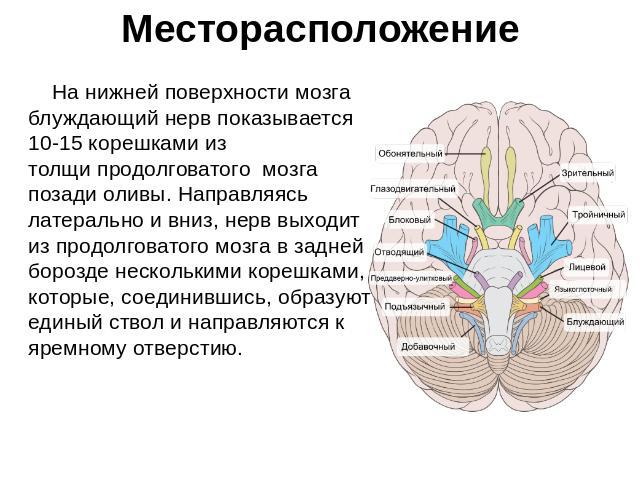 Месторасположение На нижней поверхности мозга блуждающий нерв показывается 10-15 корешками из толщи продолговатого мозга позади оливы. Направляясь латерально и вниз, нерв выходит из продолговатого мозга в задней борозде несколькими корешками, к…