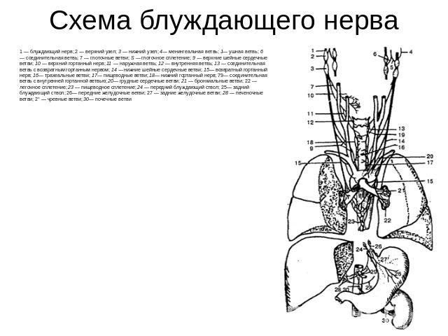 Схема блуждающего нерва 1 — блуждающий нерв; 2 — верхний узел; 3 — нижний узел; 4— менингеальная ветвь; J— ушная ветвь; 6 — соединительная ветвь; 7 — глоточные ветви; S — глоточное сплетение; 9 — верхние шейные сердечные ветви; 10 — верхний гортанны…