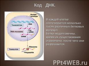 Код ДНК. В каждой клетке синтезируется несколько тысяч различных белковых молеку