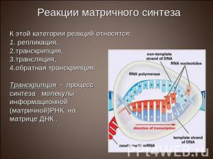 К этой категории реакций относятся: репликация, транскрипция, трансляция, обратн