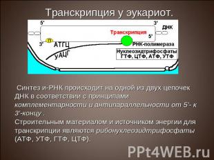 Синтез и-РНК происходит на одной из двух цепочек ДНК в соответствии с принципами