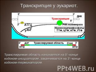 Транслируемая область начинается на 5’–конце кодоном-инициатором, заканчивается