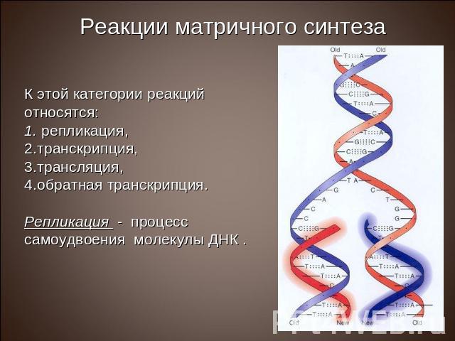 К этой категории реакций относятся: репликация, транскрипция, трансляция, обратная транскрипция. Репликация - процесс самоудвоения молекулы ДНК .