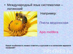 Международный язык систематики – латинский Например: Пчела медоносная Apis melif