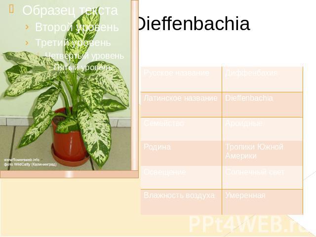 Dieffenbachia