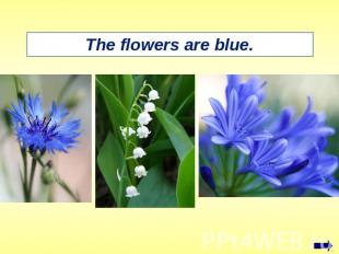 The flowers are blue.