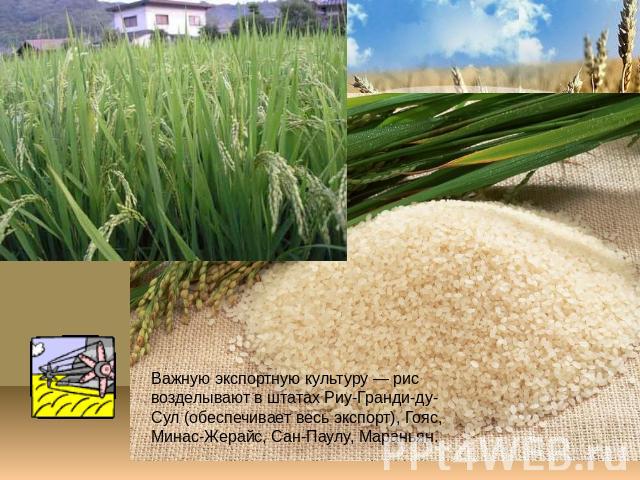 Важную экспортную культуру — рис возделывают в штатах Риу-Гранди-ду-Сул (обеспечивает весь экспорт), Гояс, Минас-Жерайс, Сан-Паулу, Мараньян.