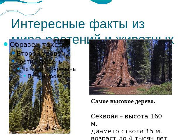 Интересные факты из мира растений и животных Самое высокое дерево. Секвойя – высота 160 м, диаметр ствола 15 м, возраст до 4 тысяч лет
