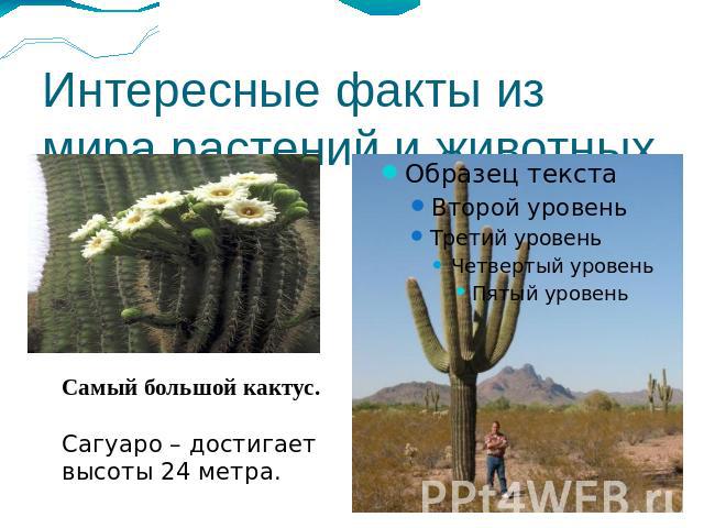 Интересные факты из мира растений и животных Самый большой кактус. Сагуаро – достигает высоты 24 метра.