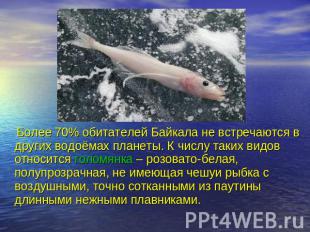 Более 70% обитателей Байкала не встречаются в других водоёмах планеты. К числу т