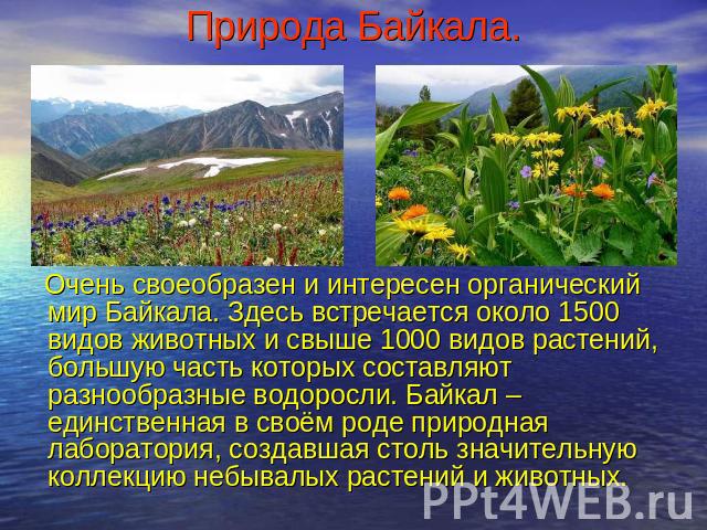 Природа Байкала. Очень своеобразен и интересен органический мир Байкала. Здесь встречается около 1500 видов животных и свыше 1000 видов растений, большую часть которых составляют разнообразные водоросли. Байкал – единственная в своём роде природная …