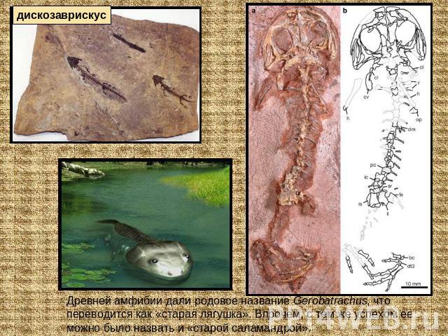 дискозаврискус Древней амфибии дали родовое название Gerobatrachus, что переводится как «старая лягушка». Впрочем, с тем же успехом ее можно было назвать и «старой саламандрой».