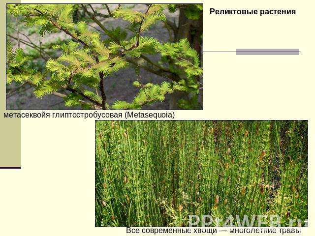 Реликтовые растения метасеквойя глиптостробусовая (Metasequoia) Все современные хвощи — многолетние травы