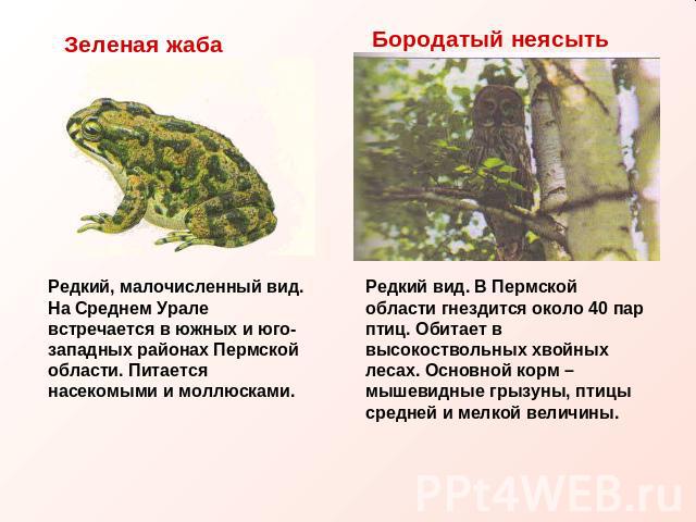 Зеленая жаба Редкий, малочисленный вид. На Среднем Урале встречается в южных и юго-западных районах Пермской области. Питается насекомыми и моллюсками. Бородатый неясыть Редкий вид. В Пермской области гнездится около 40 пар птиц. Обитает в высокоств…