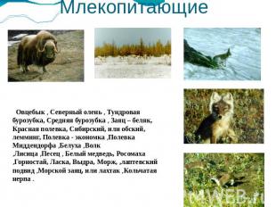 Млекопитающие Овцебык , Северный олень , Тундровая бурозубка, Средняя бурозубка 