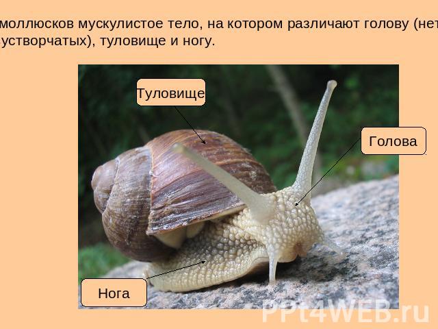 У моллюсков мускулистое тело, на котором различают голову (нет у двустворчатых), туловище и ногу.
