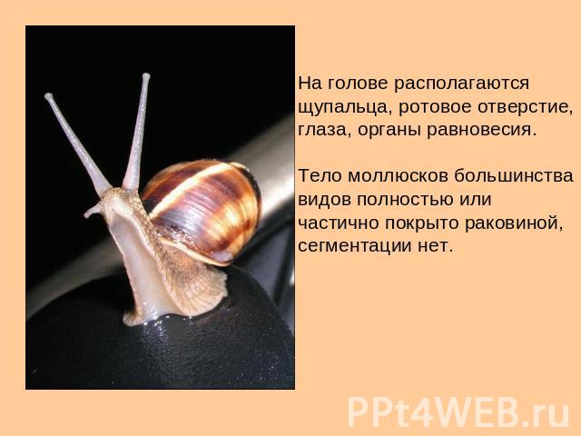 На голове располагаются щупальца, ротовое отверстие, глаза, органы равновесия. Тело моллюсков большинства видов полностью или частично покрыто раковиной, сегментации нет.
