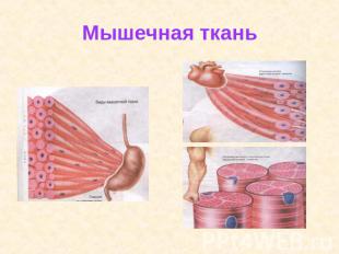Мышечная ткань