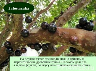 Jabotacaba На первый взгляд эти плоды можно принять за паразитические древесные