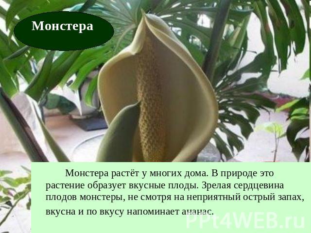 Монстера Монстера растёт у многих дома. В природе это растение образует вкусные плоды. Зрелая сердцевина плодов монстеры, не смотря на неприятный острый запах, вкусна и по вкусу напоминает ананас.