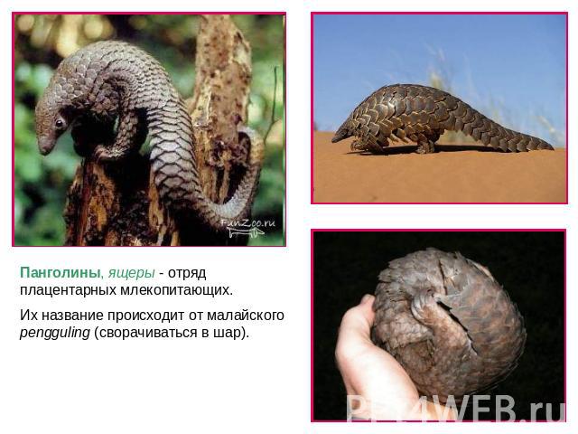 Панголины, ящеры - отряд плацентарных млекопитающих. Их название происходит от малайского pengguling (сворачиваться в шар).
