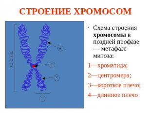 СТРОЕНИЕ ХРОМОСОМ Схема строения хромосомы в поздней профазе — метафазе митоза: