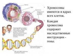 Хромосомы имеются в ядрах всех клеток. Каждая хромосома содержит наследственные