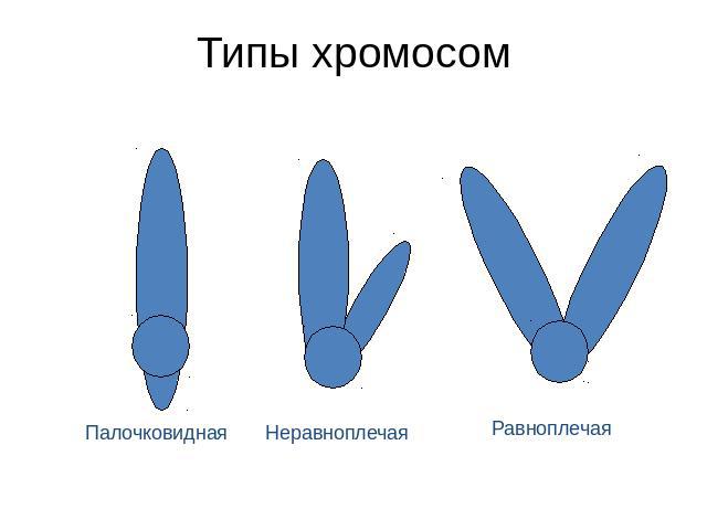 Типы хромосом